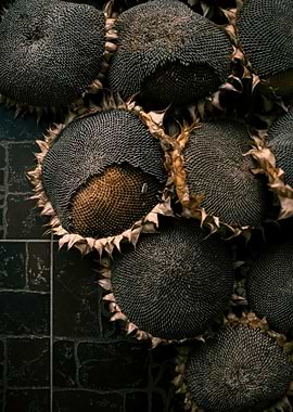Dried Sunflower Heads