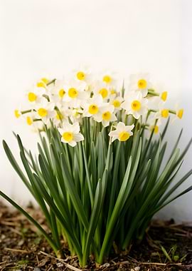 White and Yellow Daffodils in Bloom
