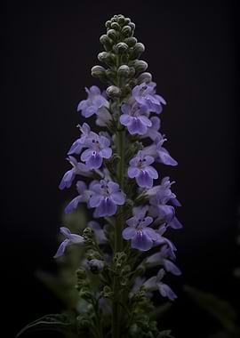 Close-up of a purple flower spike