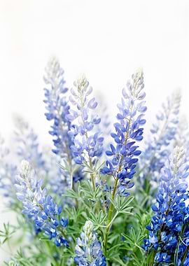 Bluebonnet Flowers in Bloom