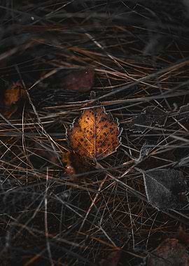 Frosty Autumn Leaf on Forest Floor