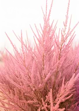 Pink Tamarix Flowers