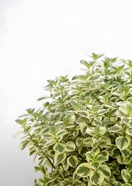 Variegated Thyme Plant