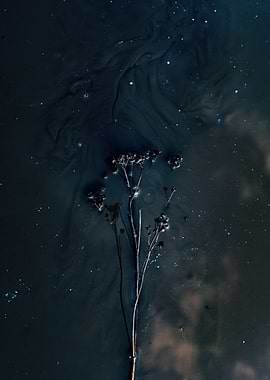 Dark Floral Silhouette in Water