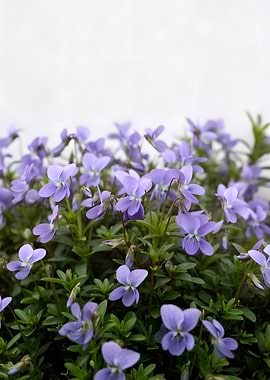 Purple Violets in Bloom