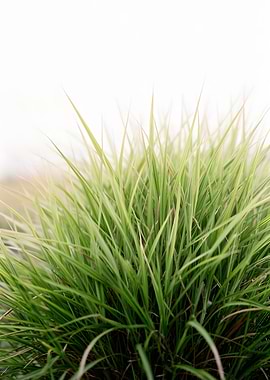 Green and White Striped Grass