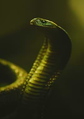 Close-up of a green snake