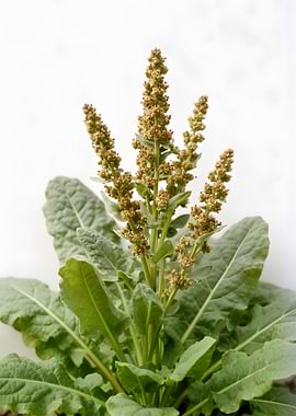 Plant with Seed Heads and Leaves