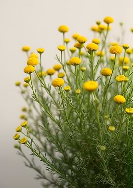Yellow Button Flowers