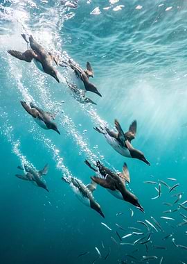 Guillemots hunting fish underwater