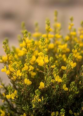Close-up of Yellow Wildflowers