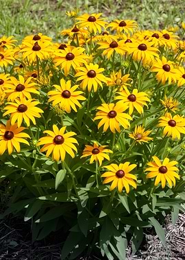 Black-Eyed Susans in Bloom