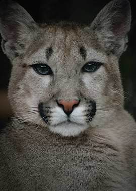 Close-up of a Cougar's Face