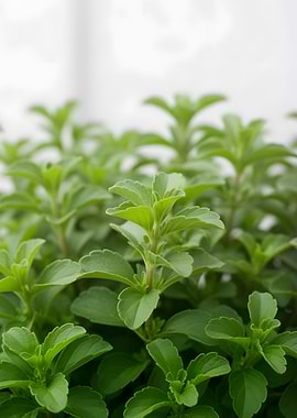 Stevia Plant Leaves