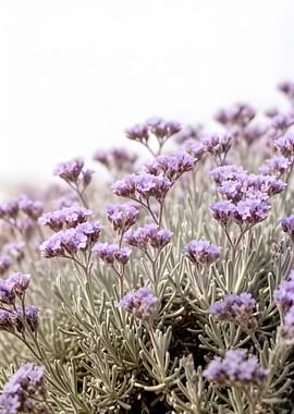 Purple Statice Flowers