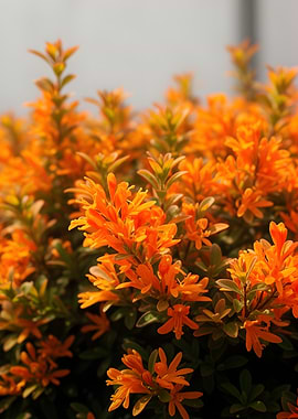 Vibrant Orange Flowers