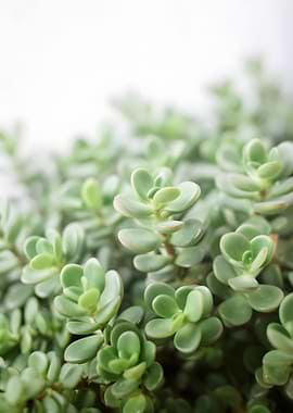 Close-up of Succulent Plant Leaves