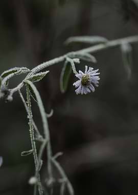 Frosty Flower in Winter