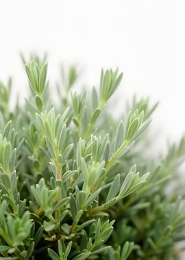 Close-up of Green Plant Leaves