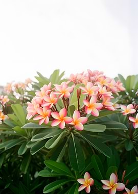 Pink and yellow plumeria flowers