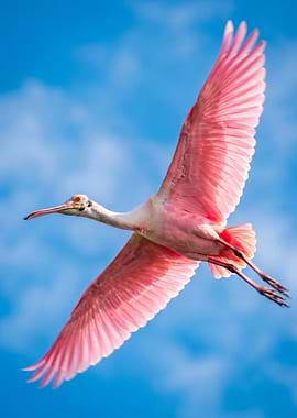 Roseate Spoonbill in Flight