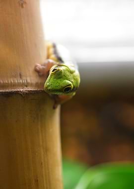 Green Gecko on bamboo