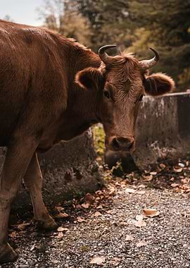 Brown Cow Standing by Roadside