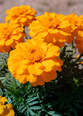 Vibrant Orange Marigolds in Sunlight