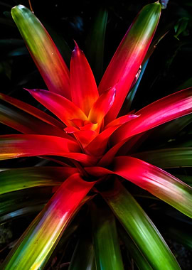 Vibrant Bromeliad Flower