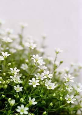 Delicate White Flowers in Bloom