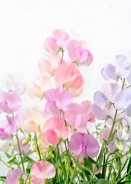 Soft Pastel Sweet Pea Flowers