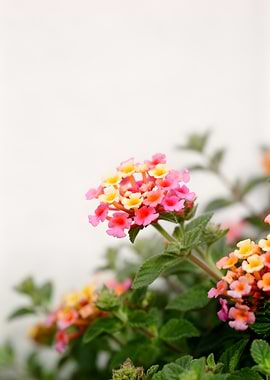 Vibrant Lantana Flowers in Bloom
