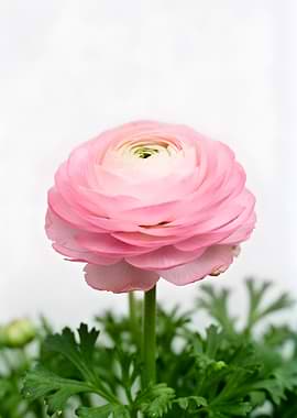 Pink Ranunculus Flower