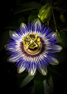 Exotic Passion Flower Close-up