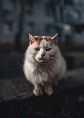 Grumpy Cat Sitting Outdoors