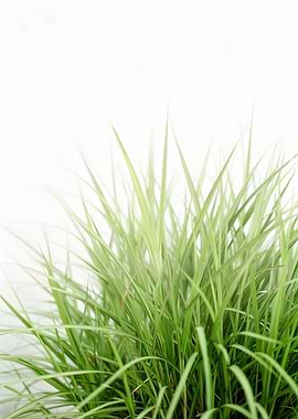Green Grass Blades