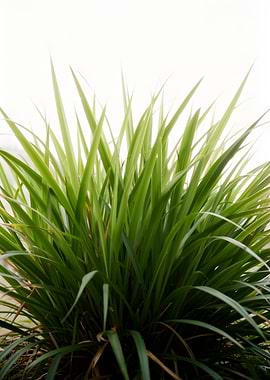 Lush Green Grass Against White Background