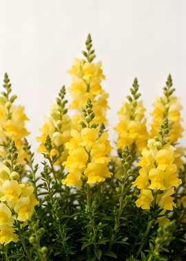 Yellow Snapdragon Flowers