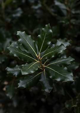 Dark Green Holly Leaves