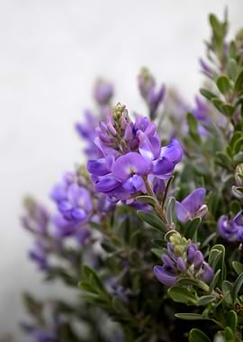 Purple Lupine Flowers in Bloom