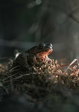 Toad on mossy ground