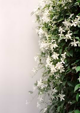 White Jasmine Flowers on a Wall