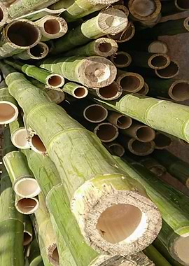 Pile of Cut Bamboo Stalks