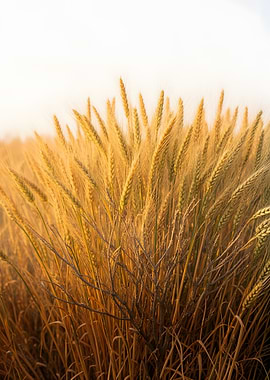 Golden Wheat Field at Sunset