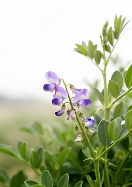 Purple and white flowers on a green stem