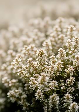 Close-up of Tiny White Flowers