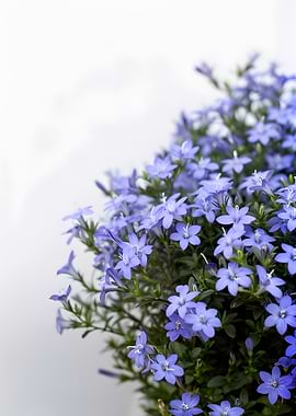 Delicate Blue Lobelia Flowers