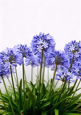 Blue Agapanthus Flowers