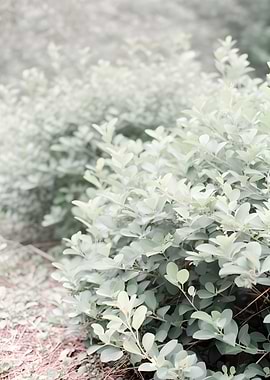 Soft Focus Green Foliage Background