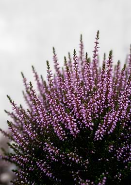 Close-up of Pink Heather Flowers